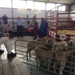 Mosselbaai Toyota borg met trots die BKB Mosselbaai Merino Kudde kompetisie 2017